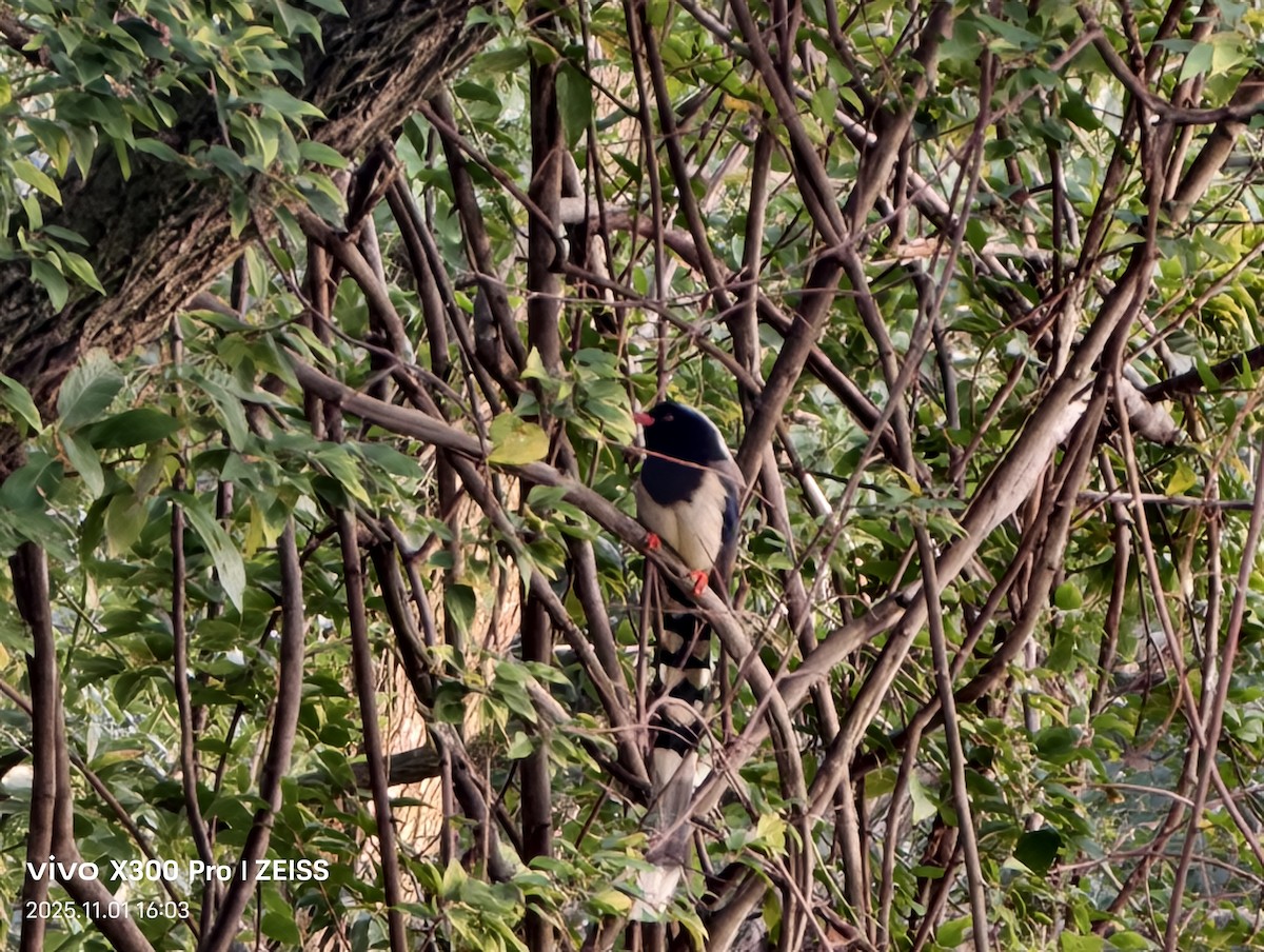 Red-billed Blue-Magpie - ML644566676