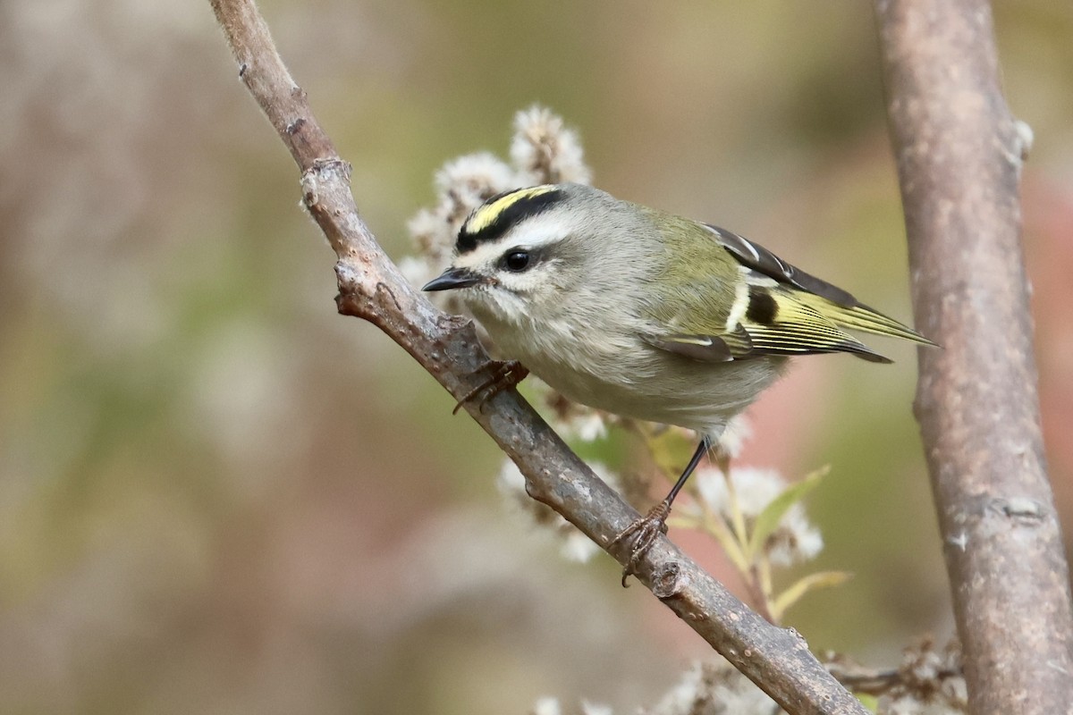 Golden-crowned Kinglet - ML644566677