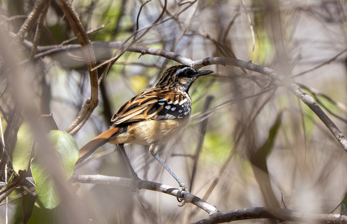 Stripe-backed Antbird - ML644566678