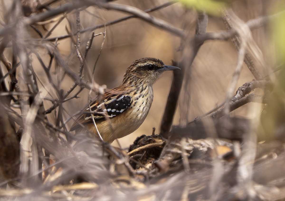 Stripe-backed Antbird - ML644566679