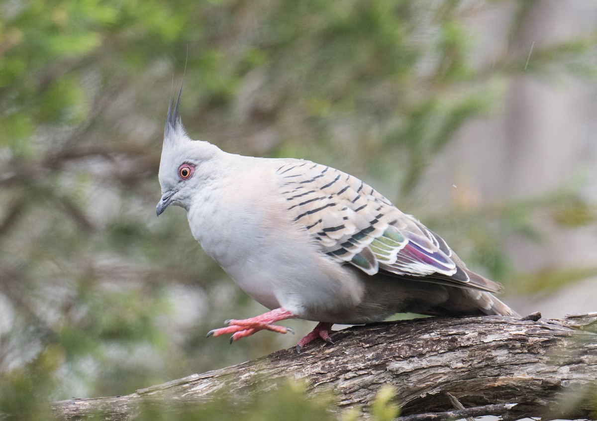 Crested Pigeon - ML644566680