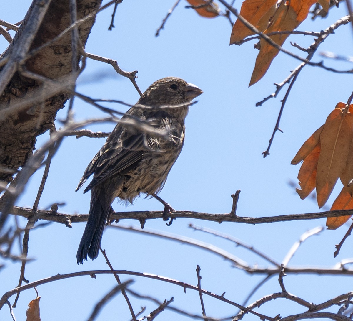 House Finch - ML644566681