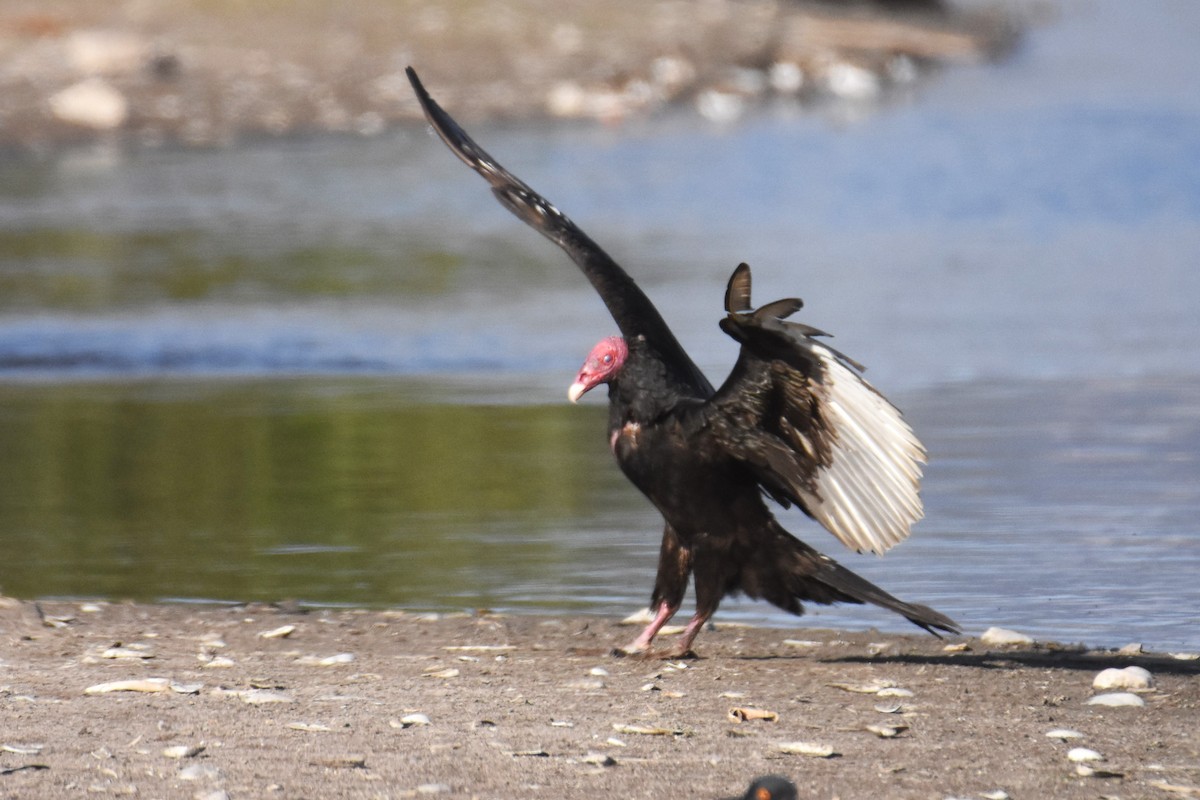 Turkey Vulture - ML644566682
