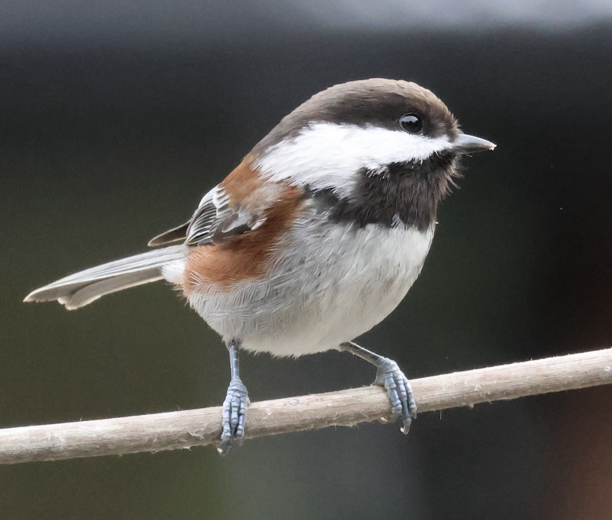 Chestnut-backed Chickadee - ML644566683