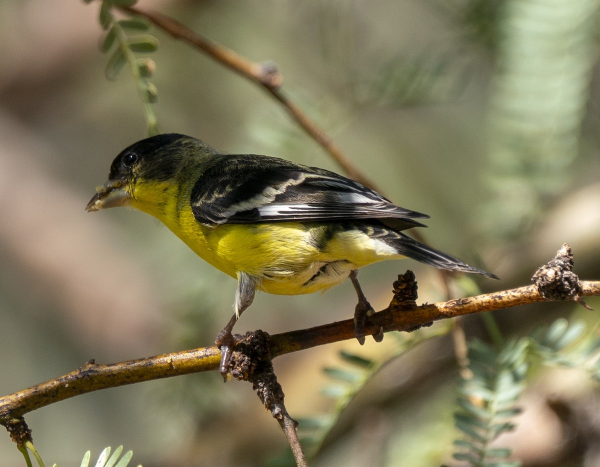 Lesser Goldfinch - ML644566684