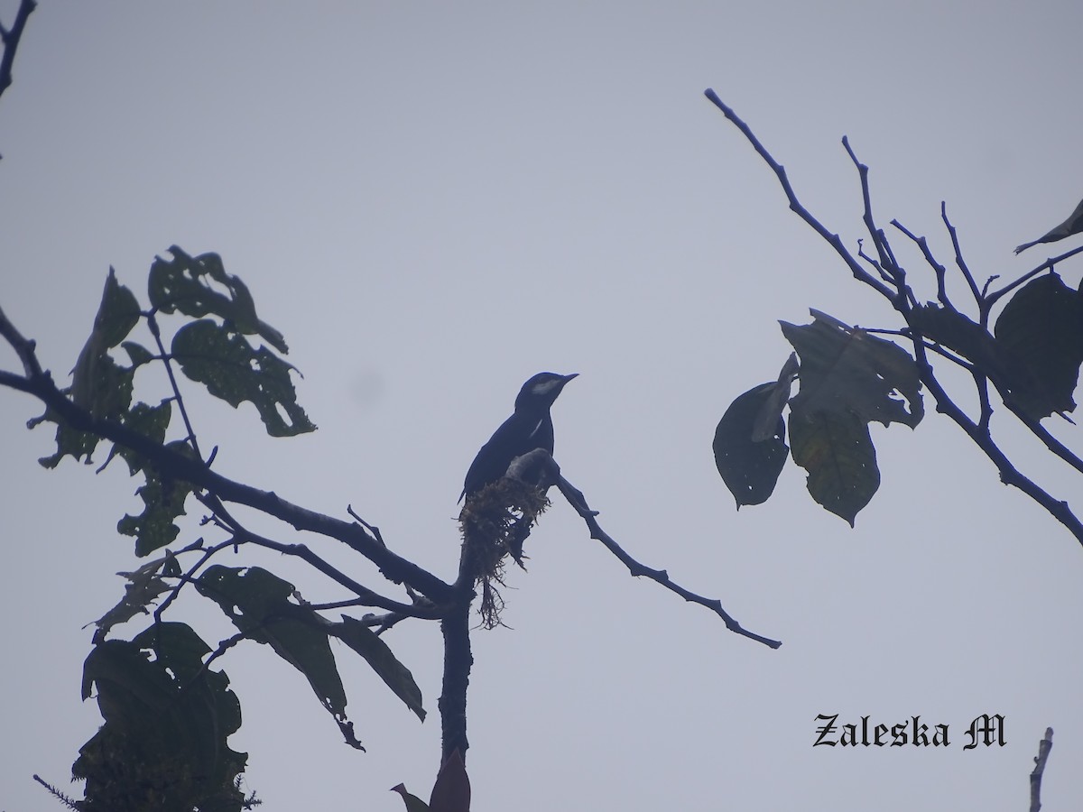 Black Solitaire - ML644566685