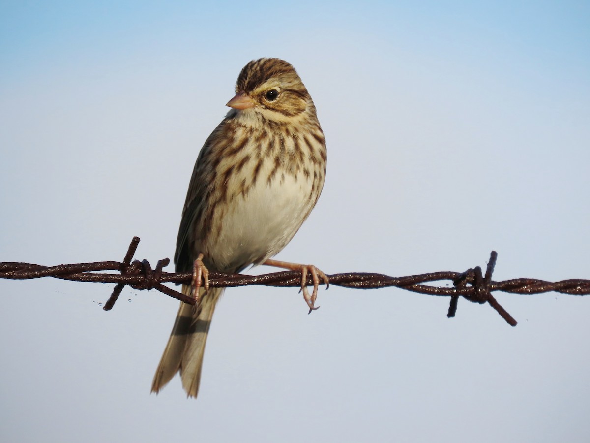 Savannah Sparrow - ML644566686