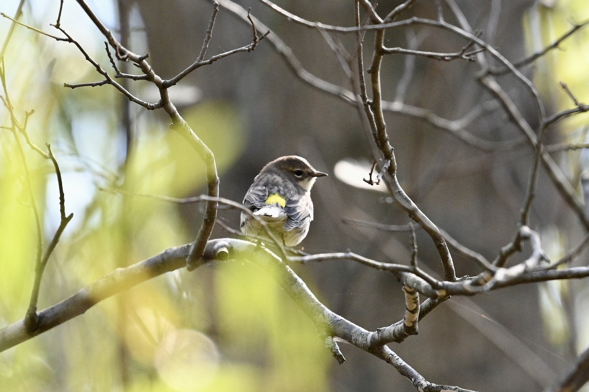 Yellow-rumped Warbler - ML644566687
