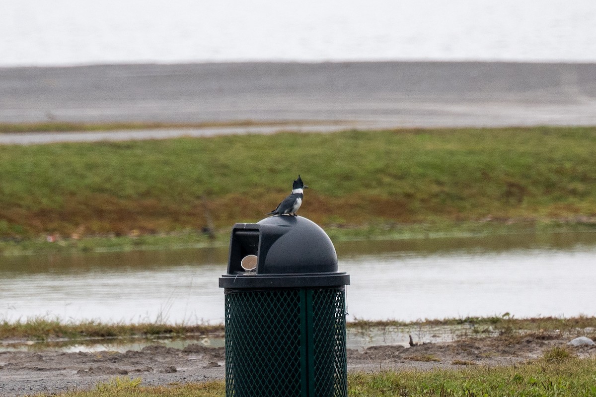 Belted Kingfisher - ML644566688