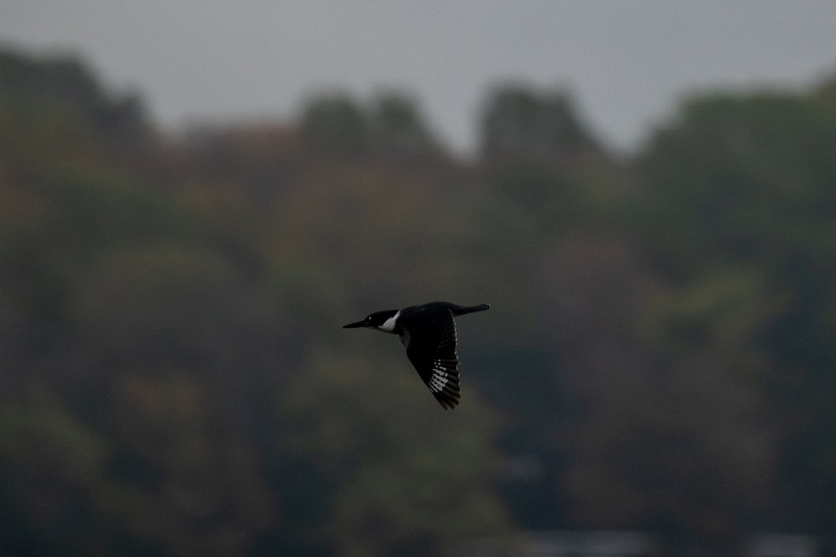 Belted Kingfisher - ML644566689