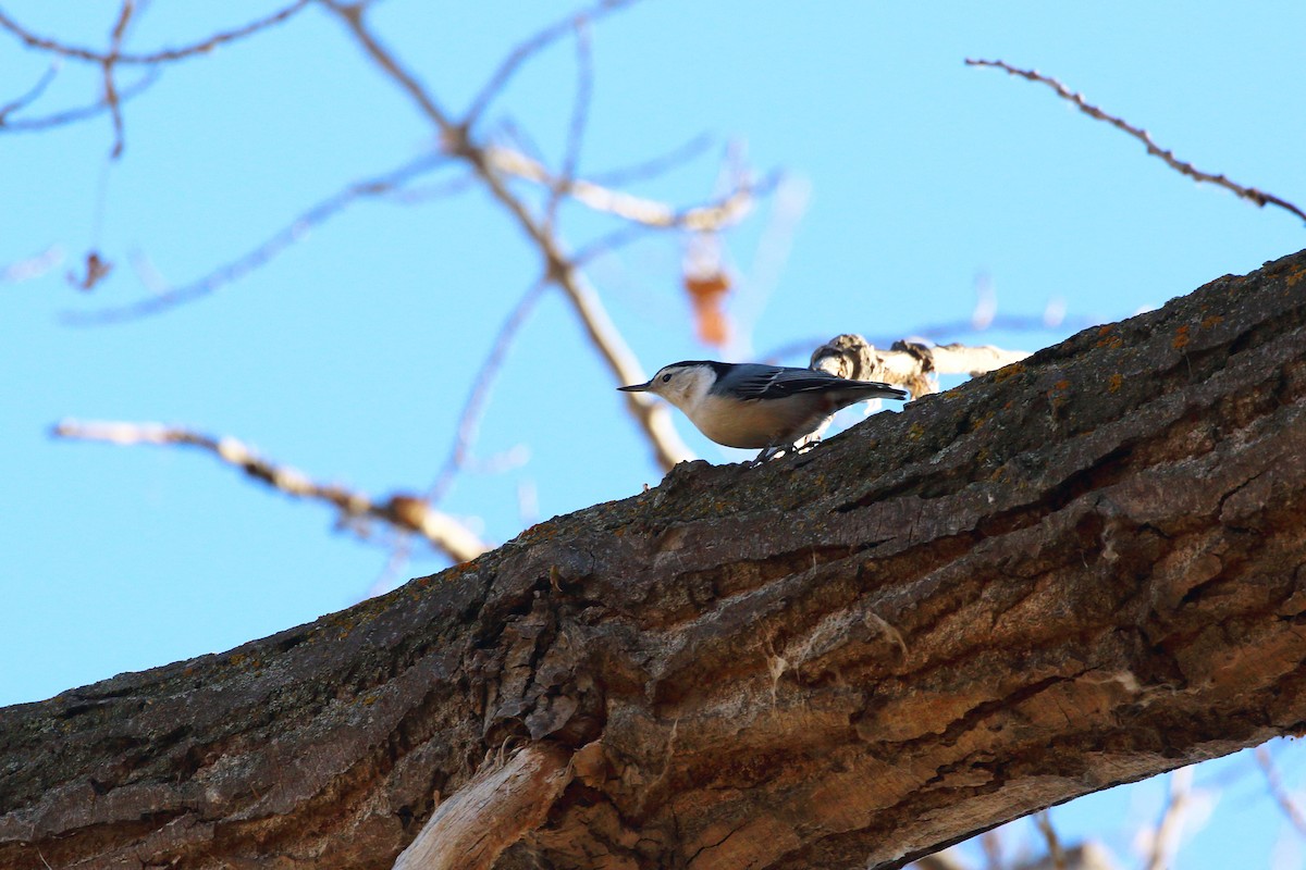 White-breasted Nuthatch - ML644566690