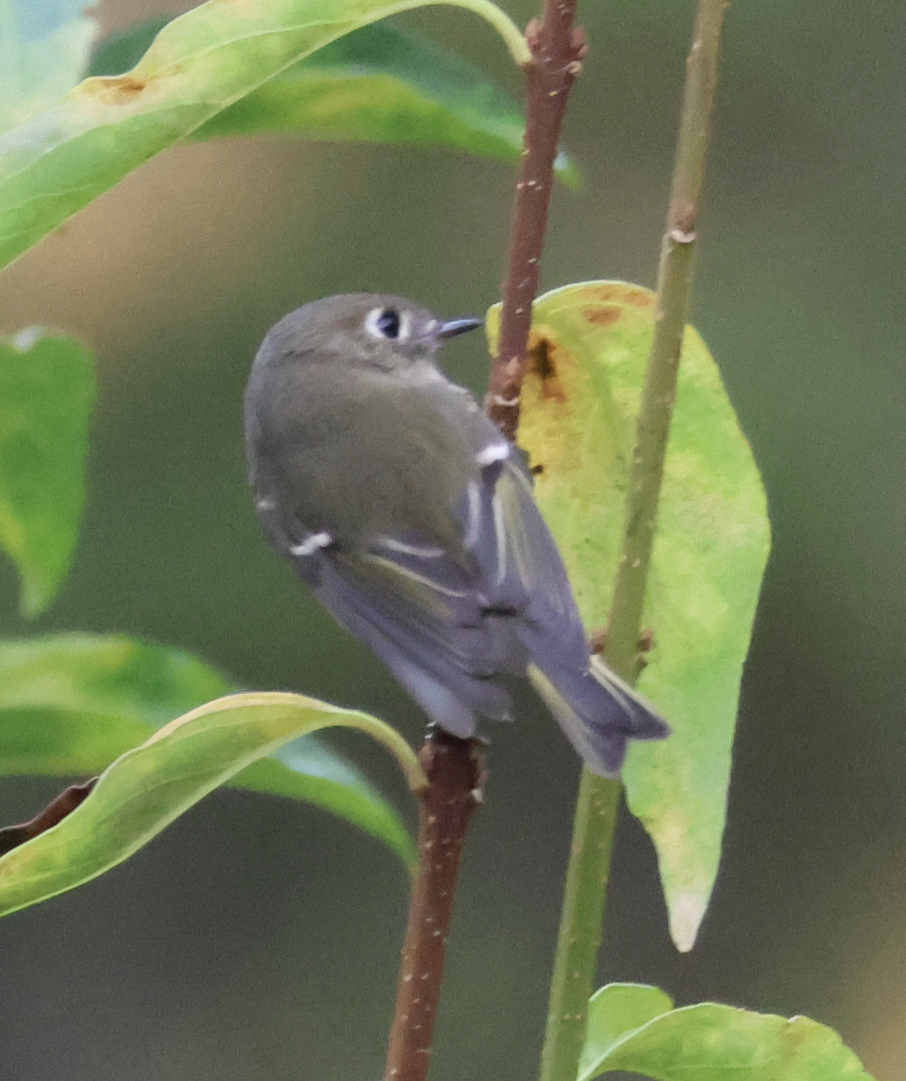 Ruby-crowned Kinglet - ML644566691