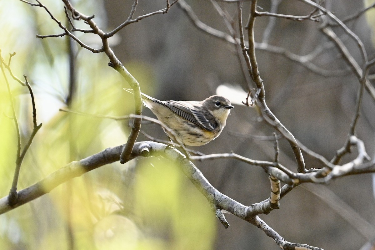 Yellow-rumped Warbler - ML644566693