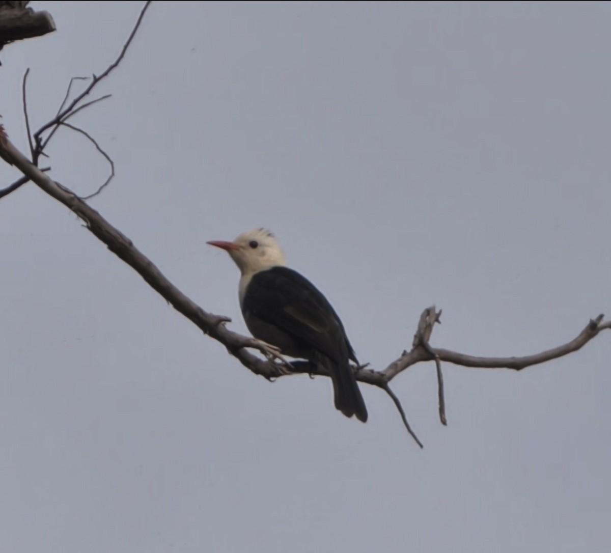 Black Bulbul - ML644566704