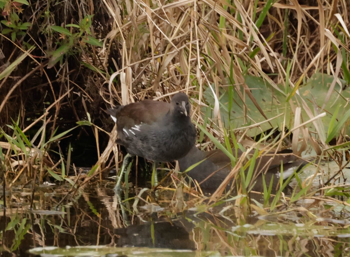 Common Gallinule - ML644566705