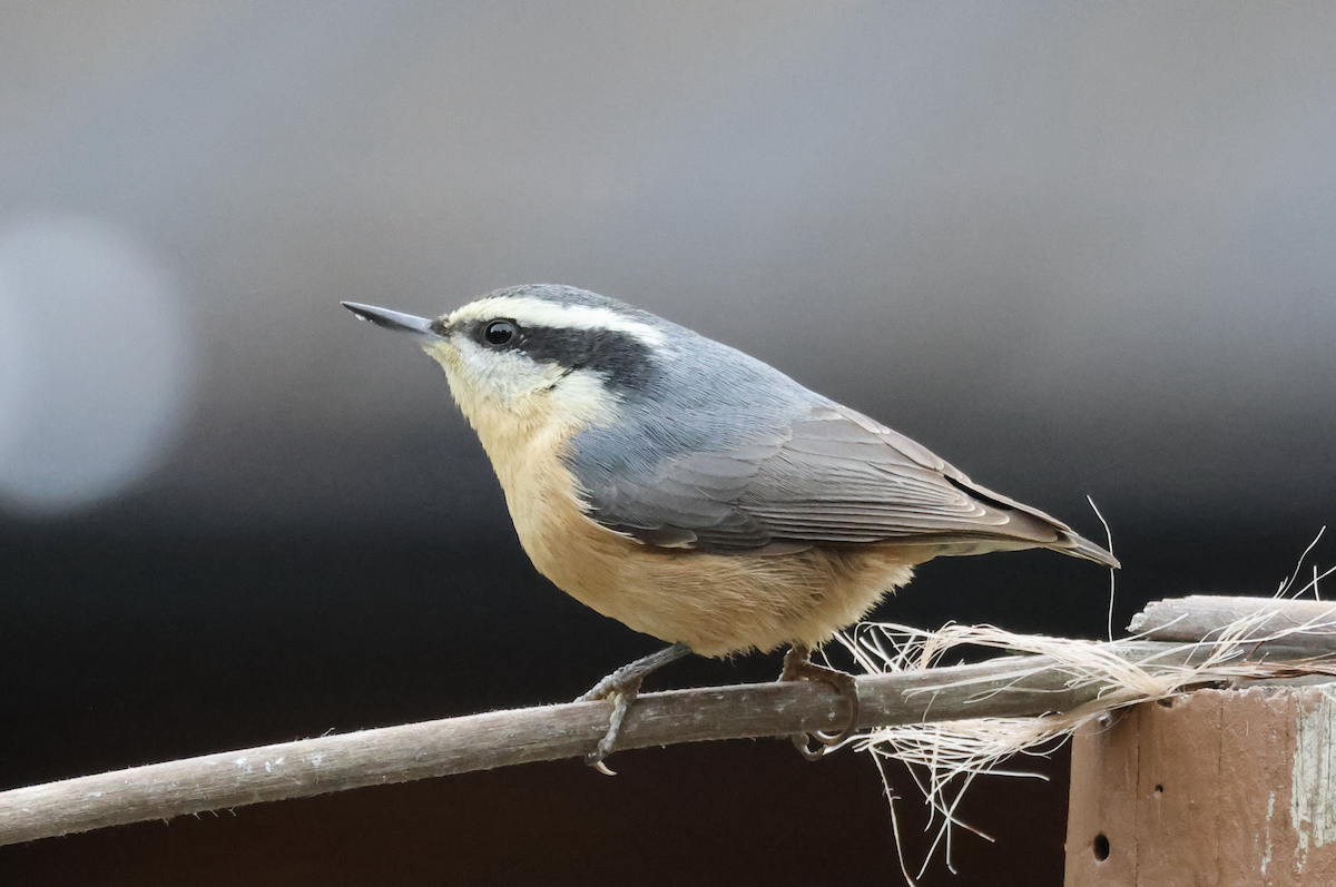 Red-breasted Nuthatch - ML644566706
