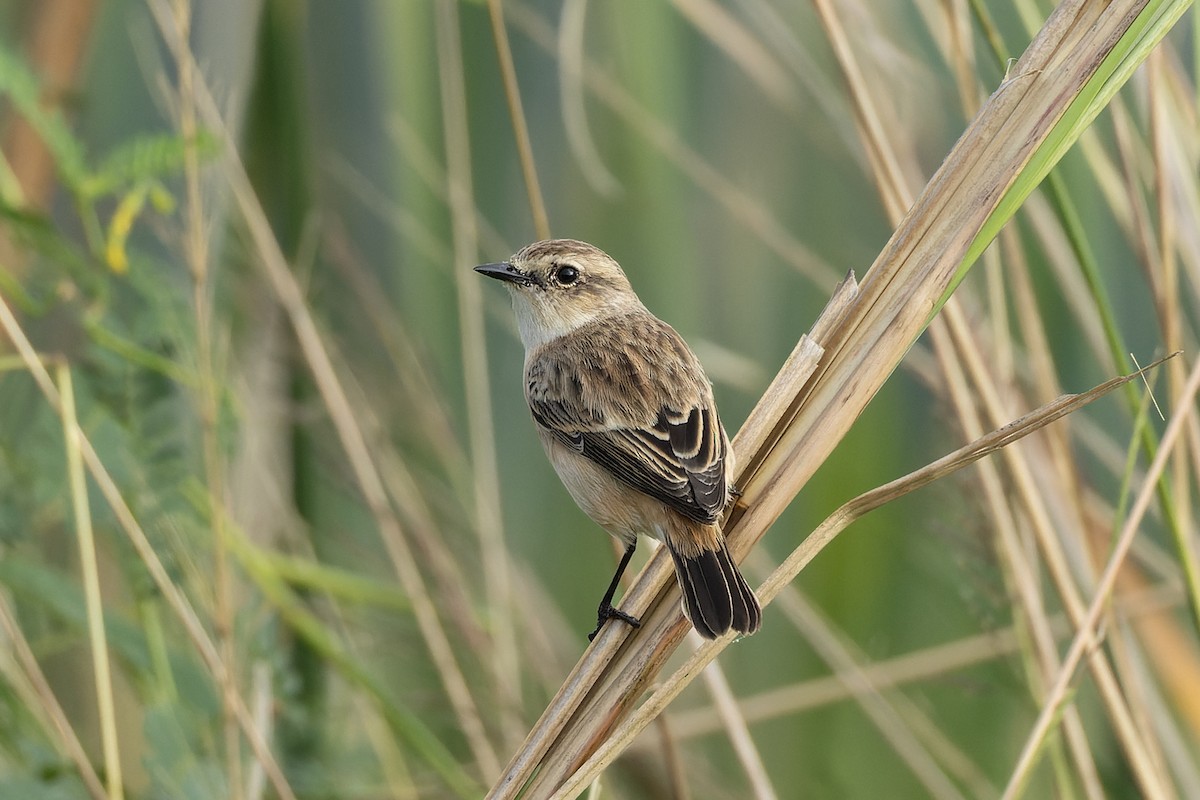 Siberian Stonechat - ML644566707