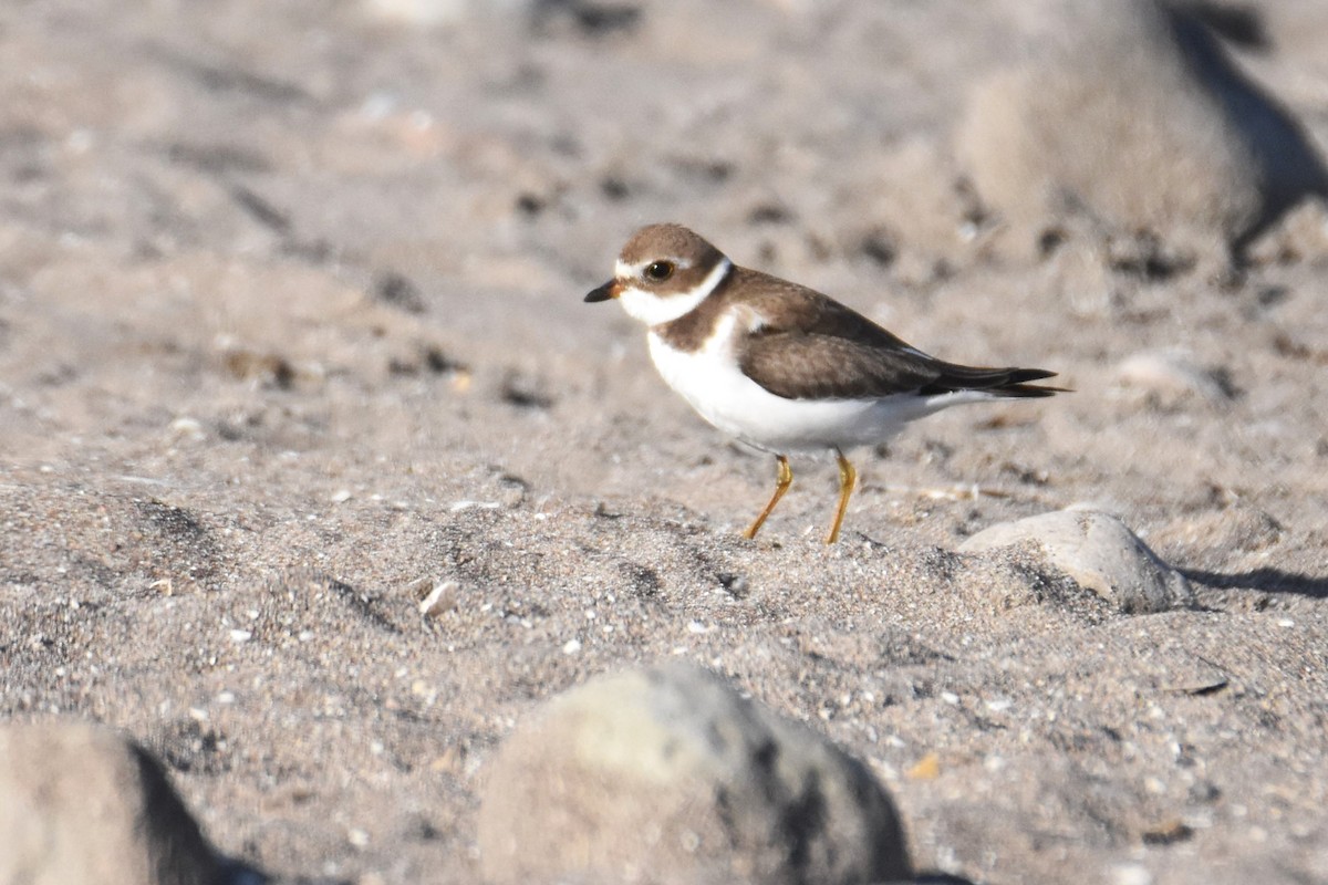 Semipalmated Plover - ML644566708
