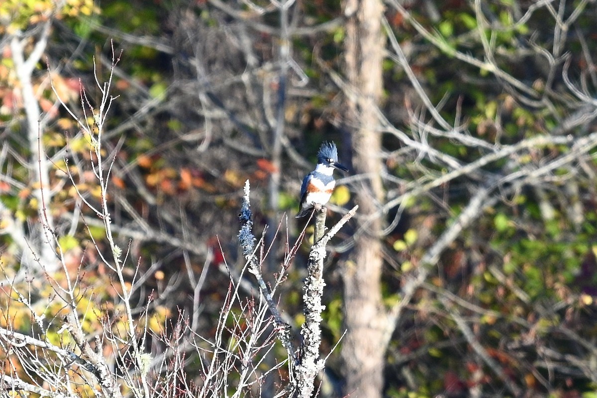 Belted Kingfisher - ML644566711