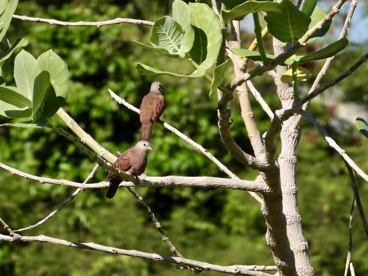 Ruddy Ground Dove - ML644566714