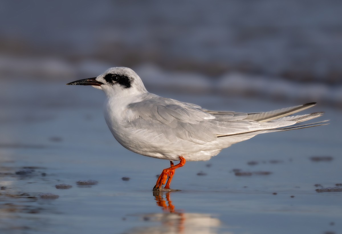 Forster's Tern - ML644566715