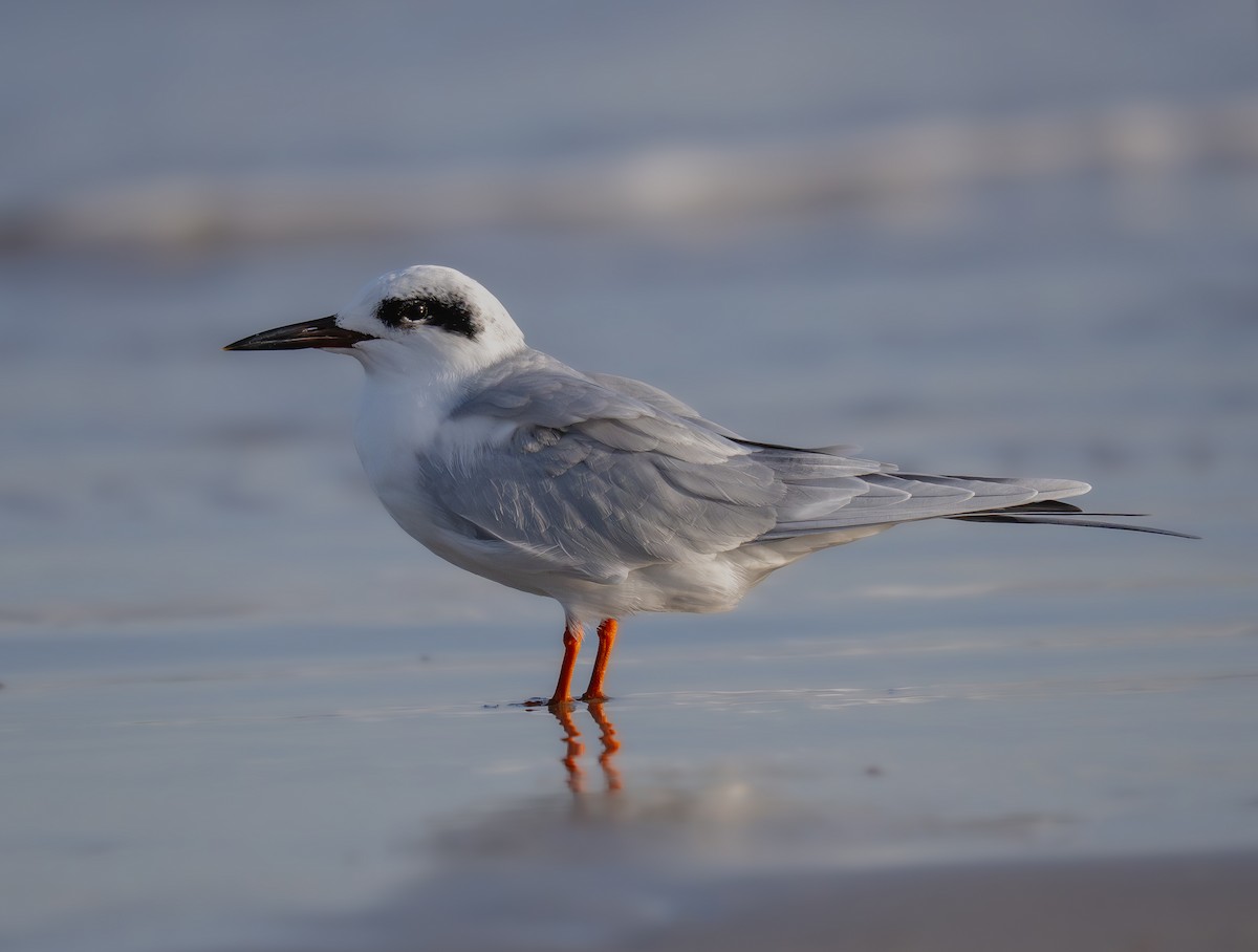 Charrán de Forster - ML644566716