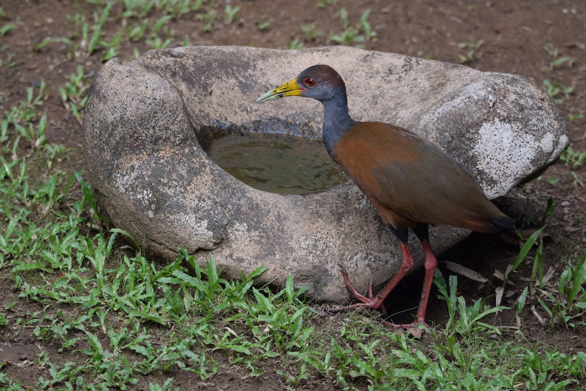 Russet-naped Wood-Rail - ML644566717