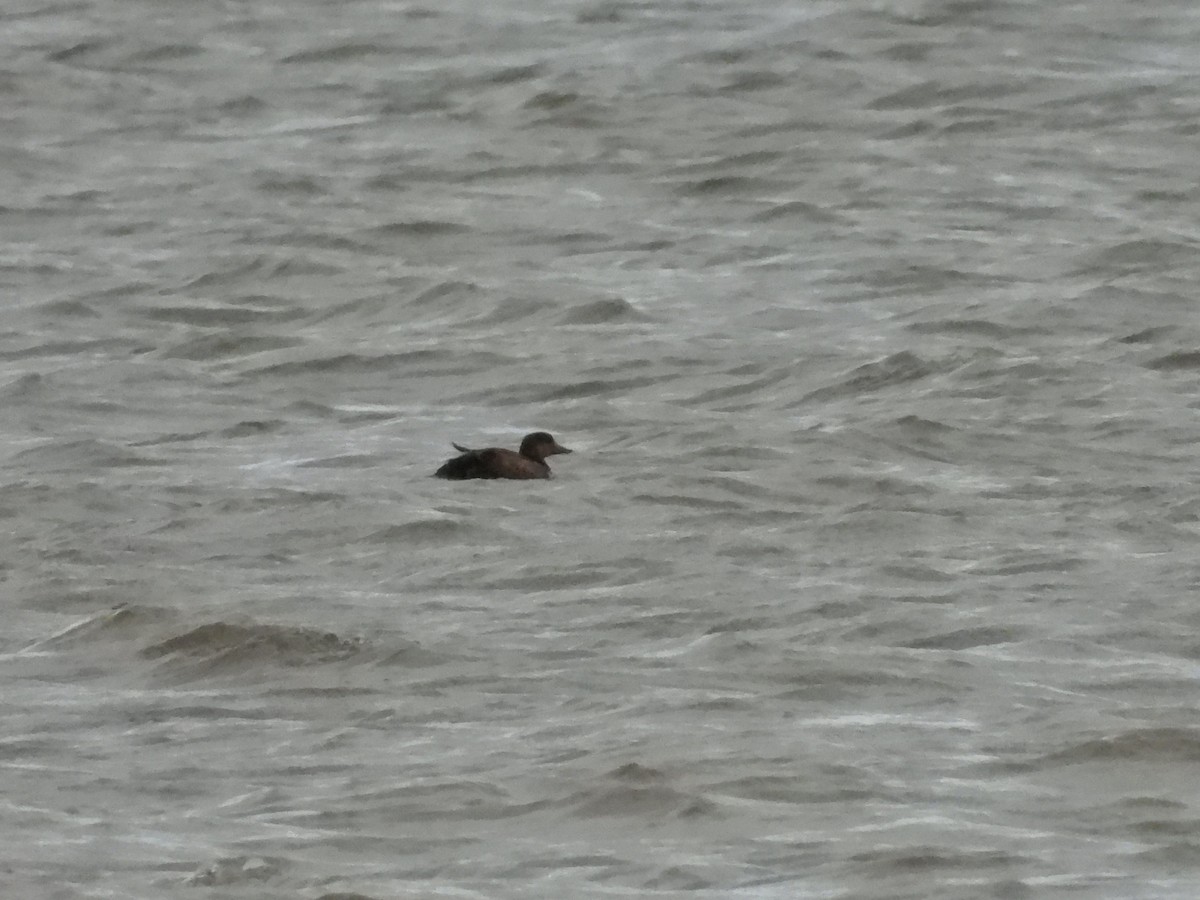 Black Scoter - ML644566718