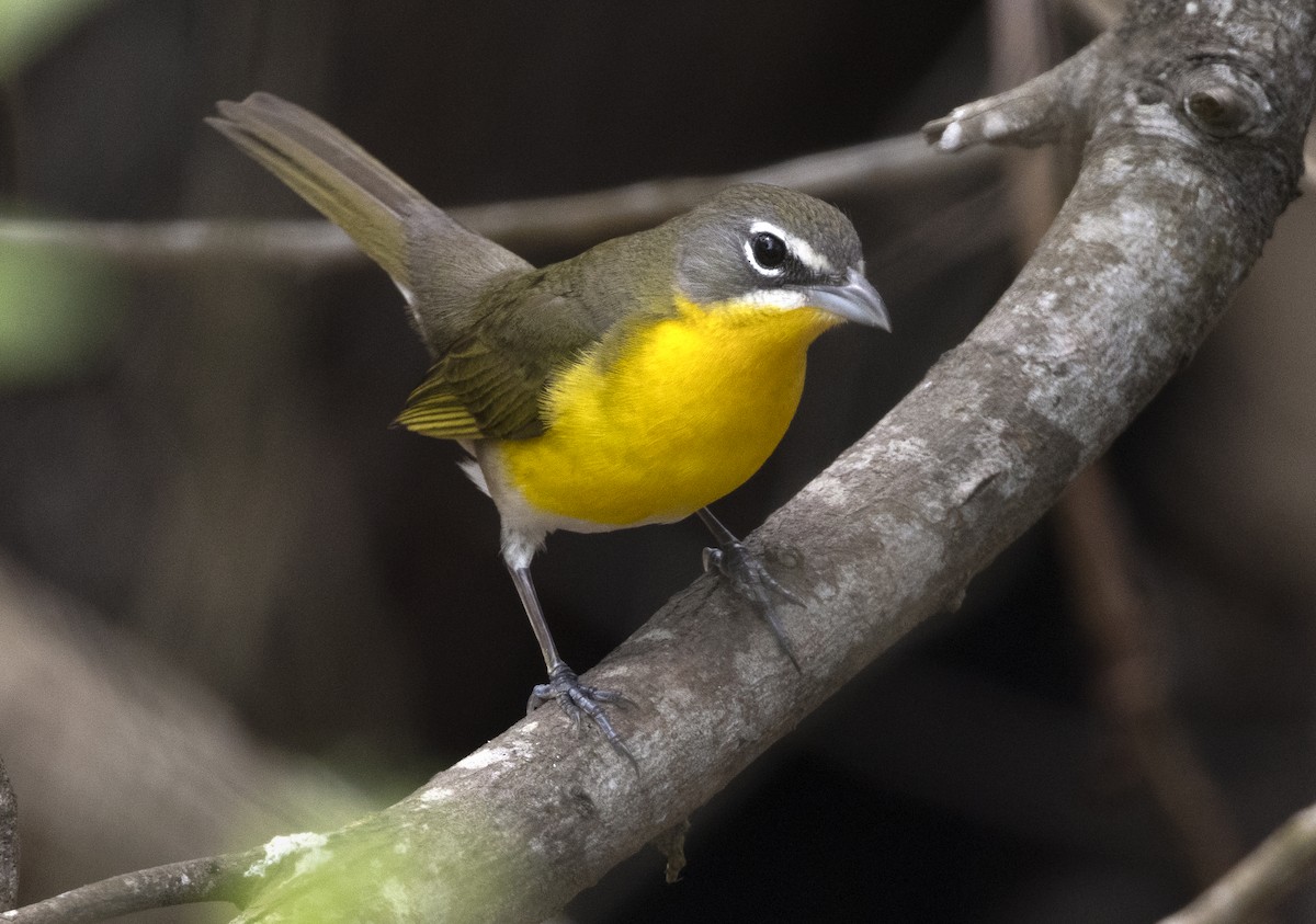 Yellow-breasted Chat - ML644566720