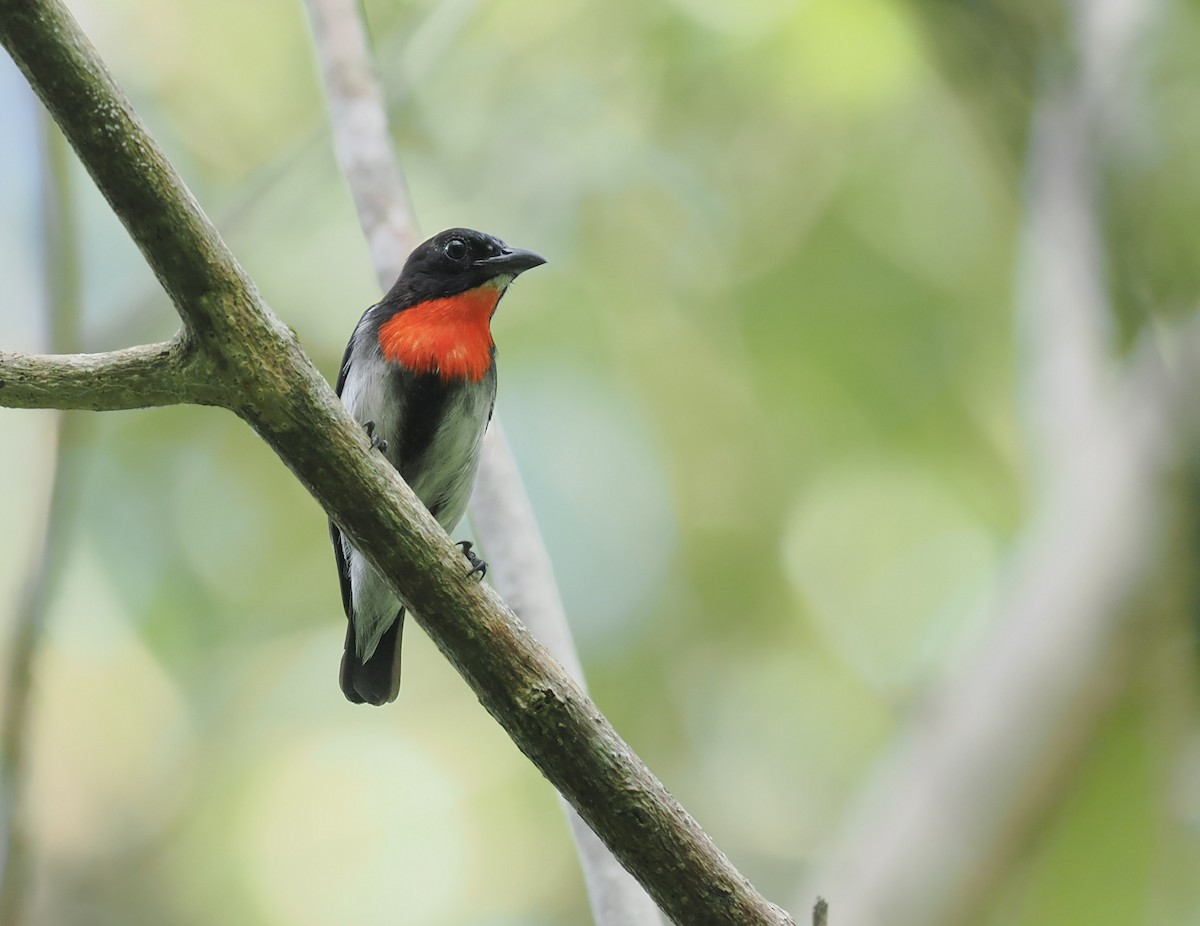 Sumba Flowerpecker - ML644566722