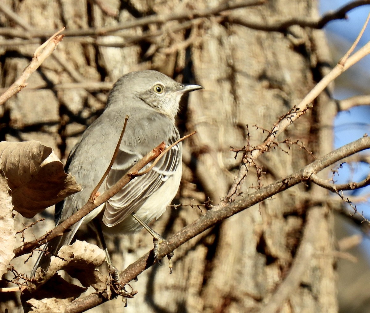 Northern Mockingbird - ML644566723