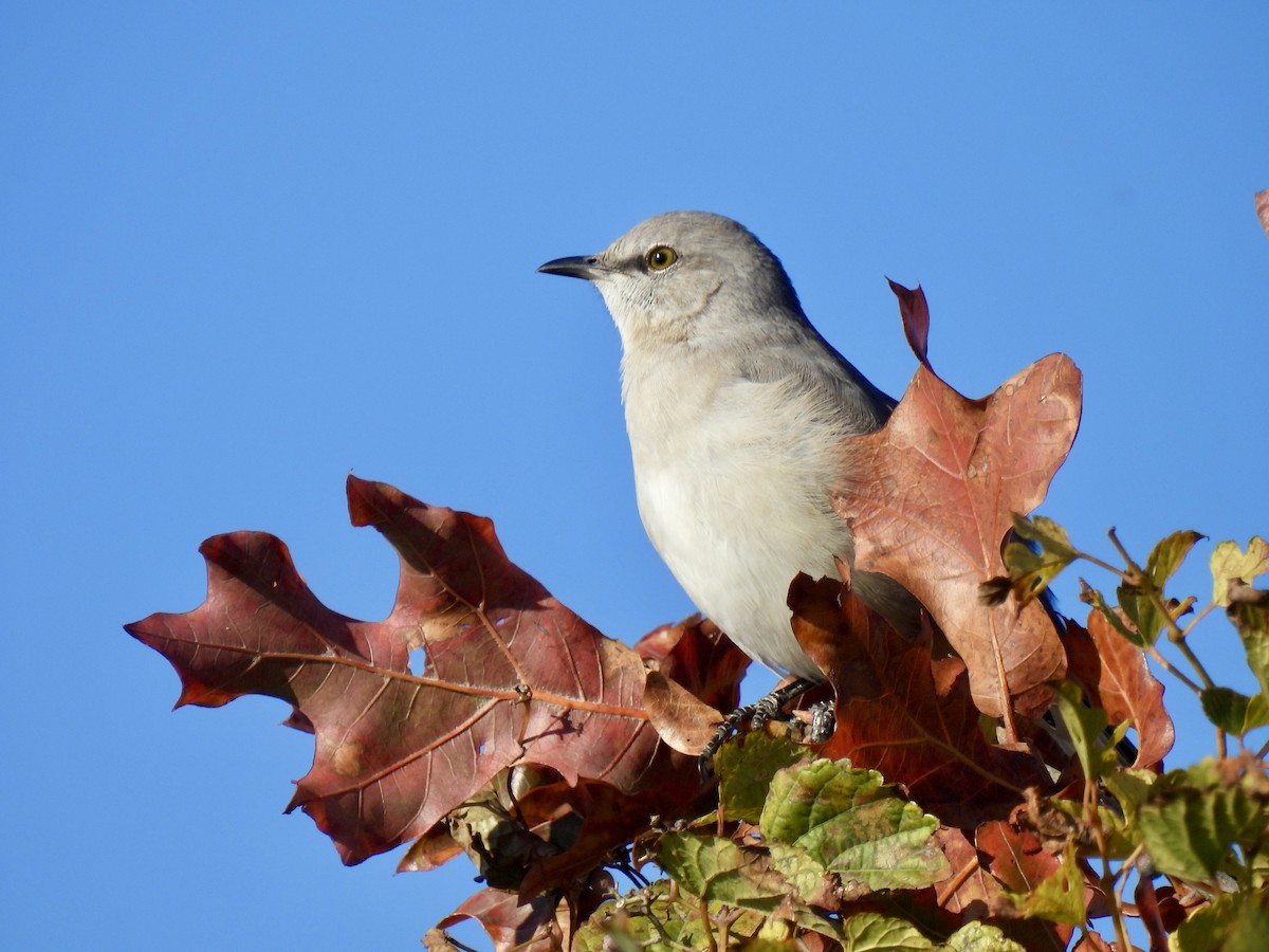 Northern Mockingbird - ML644566724
