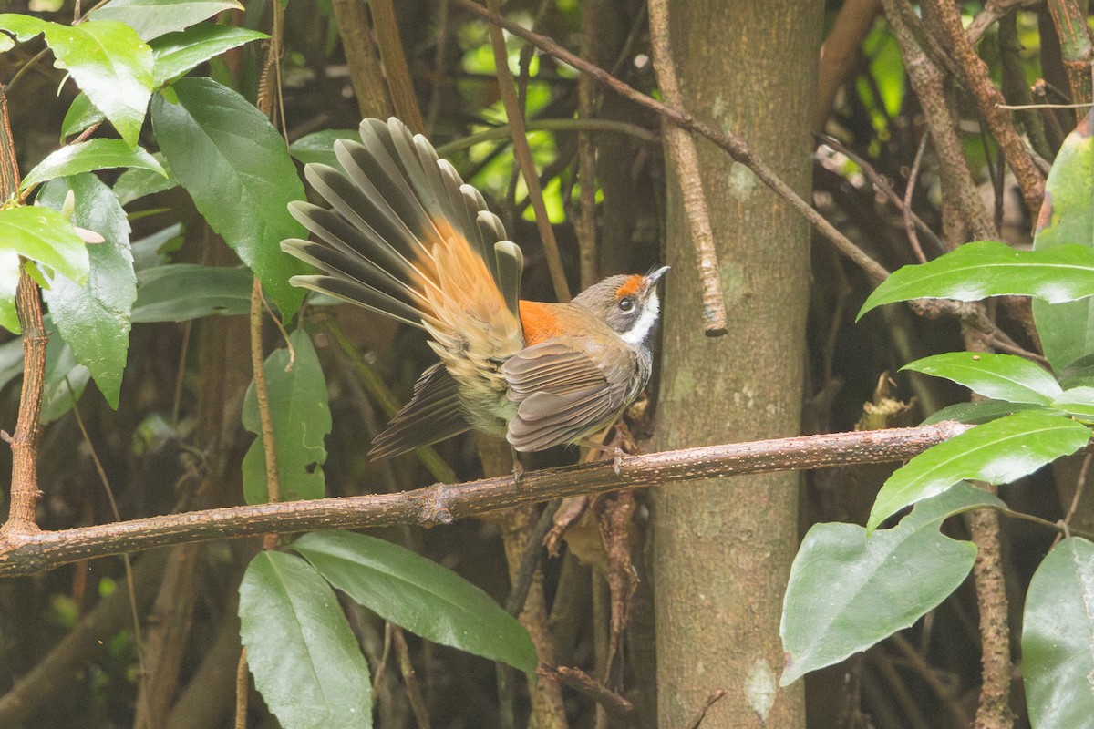Australian Rufous Fantail - ML644566727