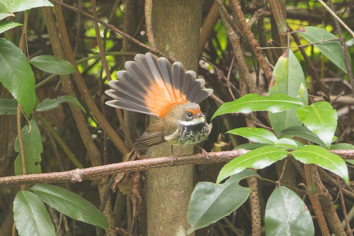 Australian Rufous Fantail - ML644566728