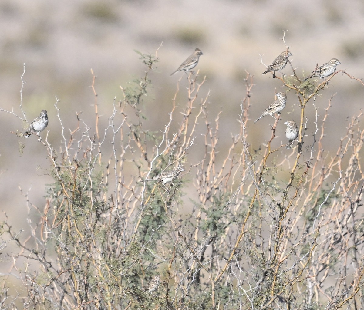 Lark Bunting - ML644566736