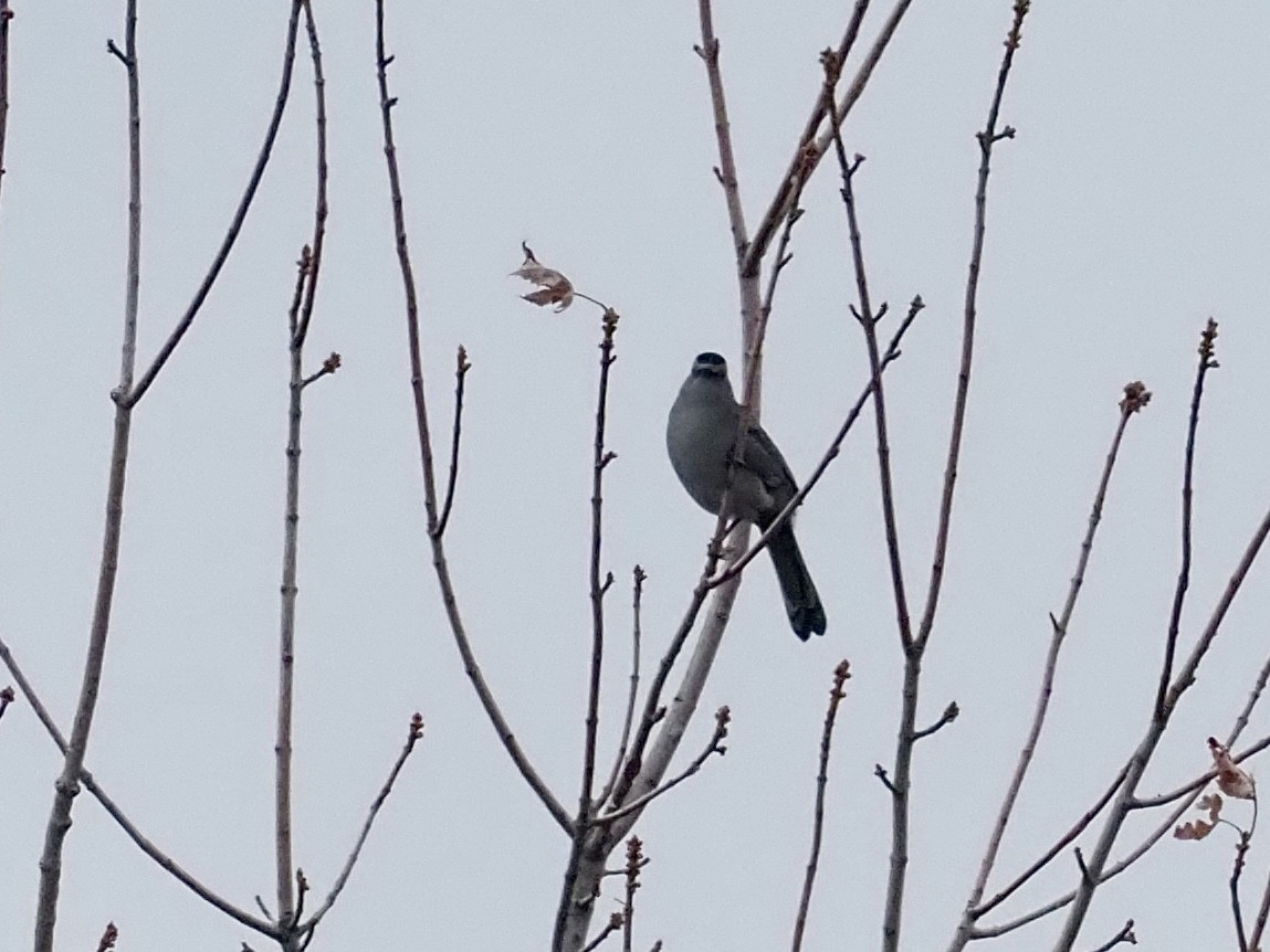 Gray Catbird - ML644566737