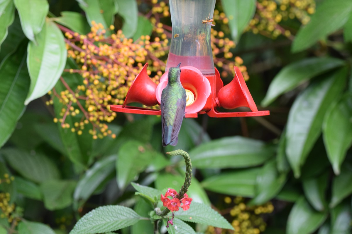 Чешуйчатогрудый саблекрыл - ML644566740