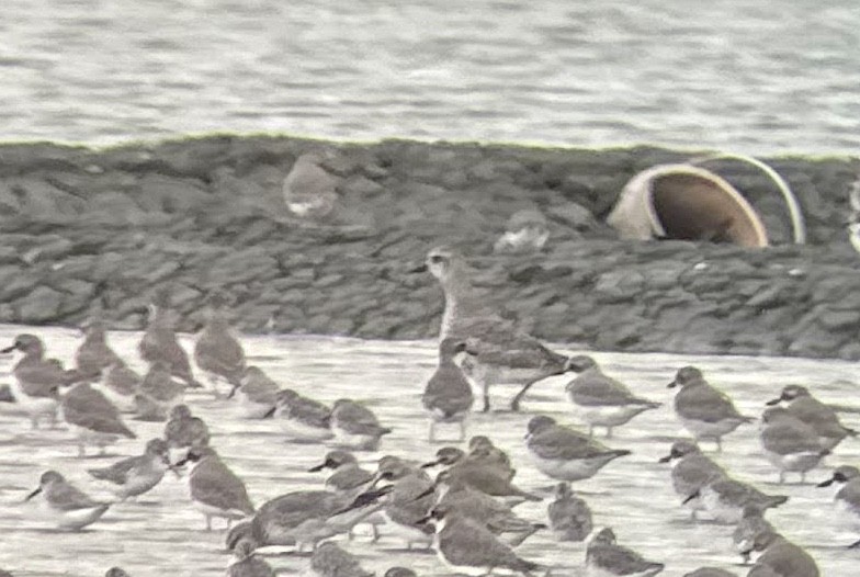 Txirri grisa - ML644566742