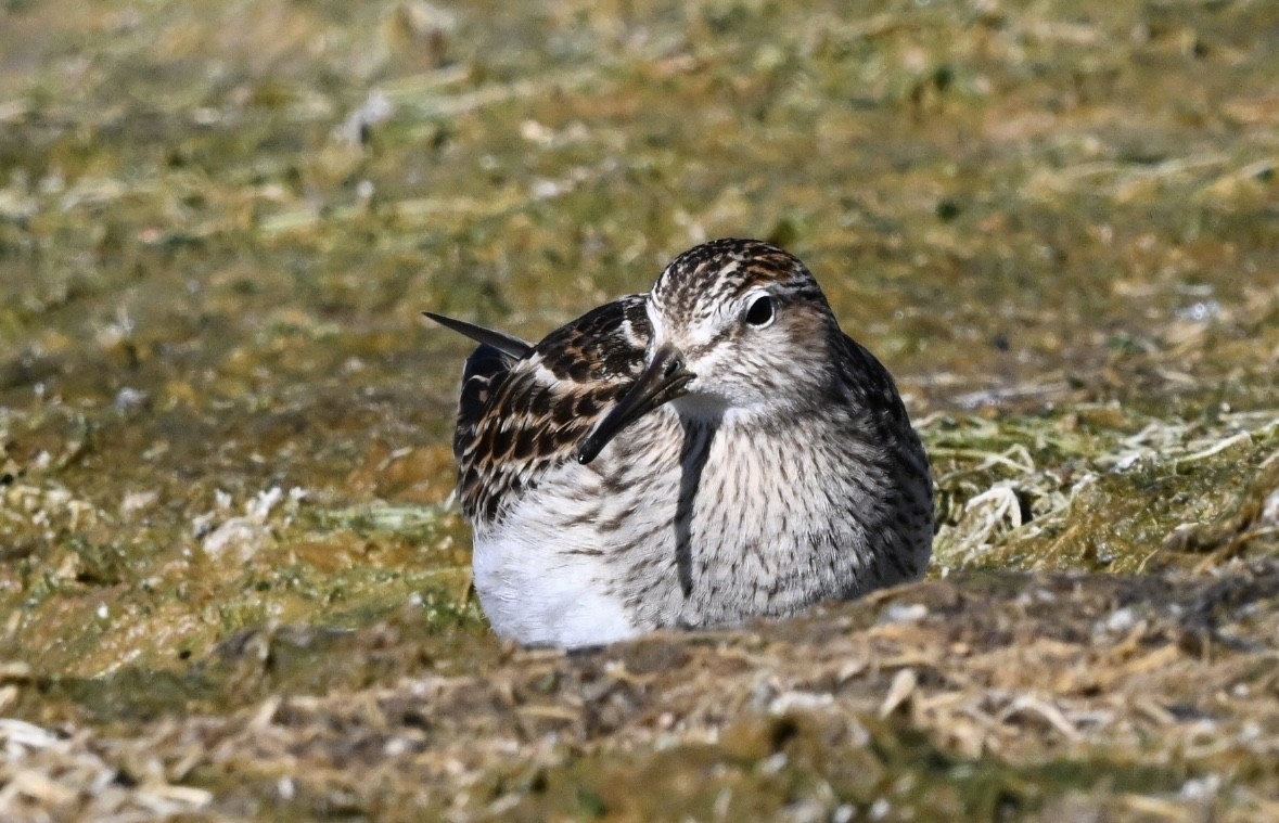 Txirri pektorala - ML644566748