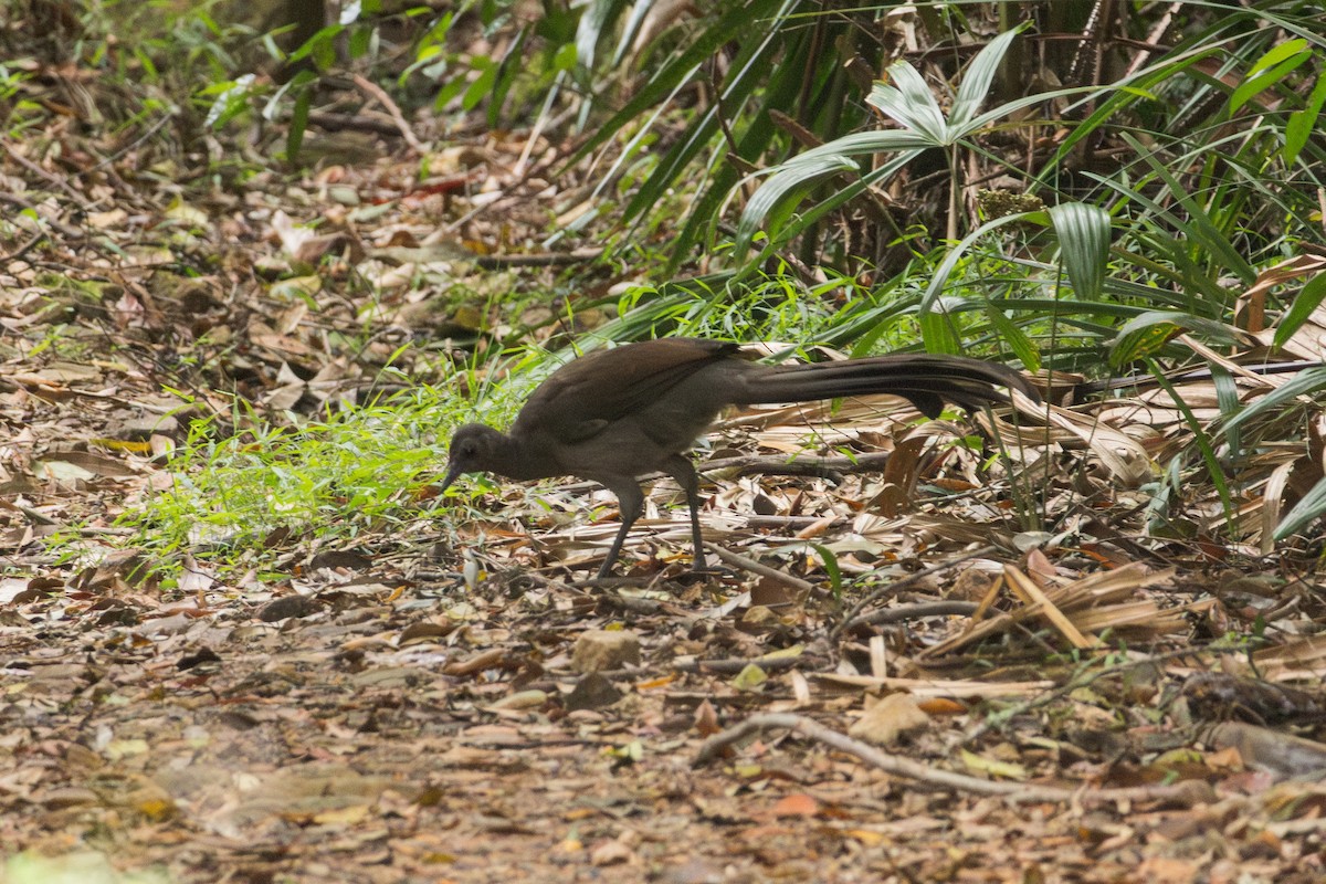 Superb Lyrebird - ML644566751