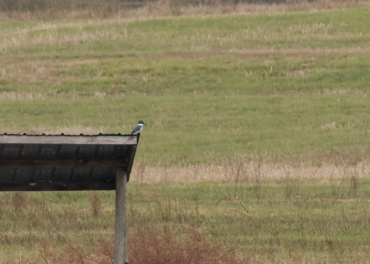 Belted Kingfisher - ML644566753