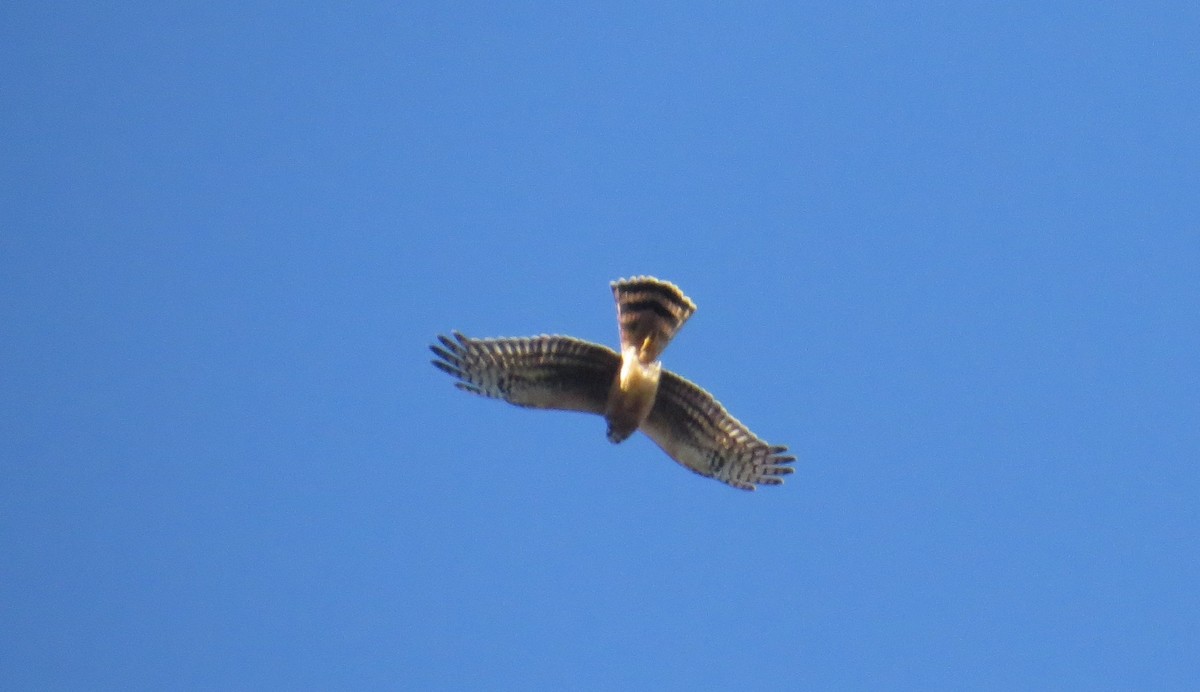 Hudsonweihe - ML644566757