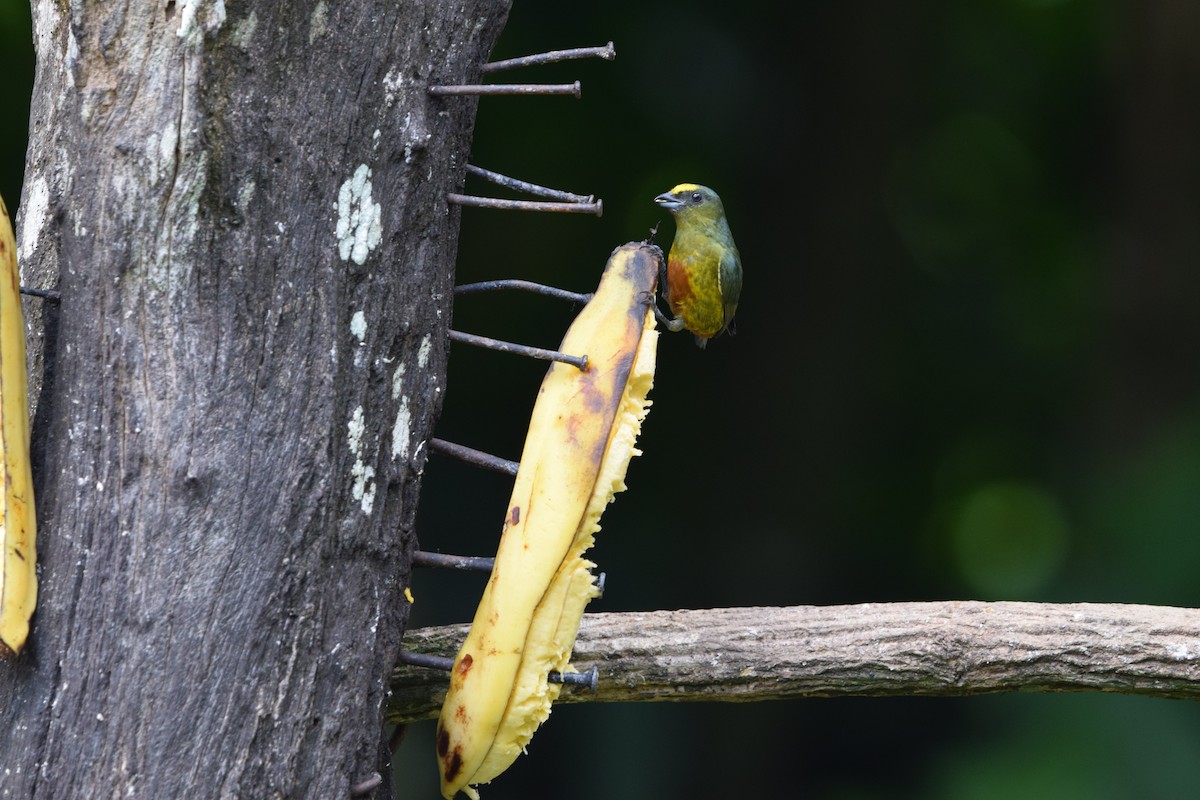 Olive-backed Euphonia - ML644566759