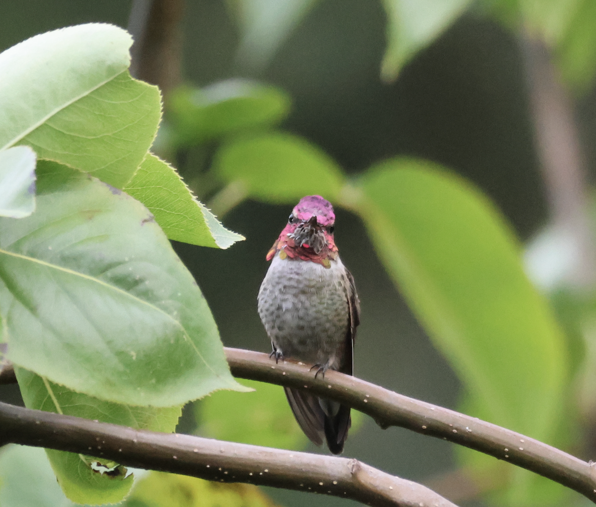Anna's Hummingbird - ML644566761