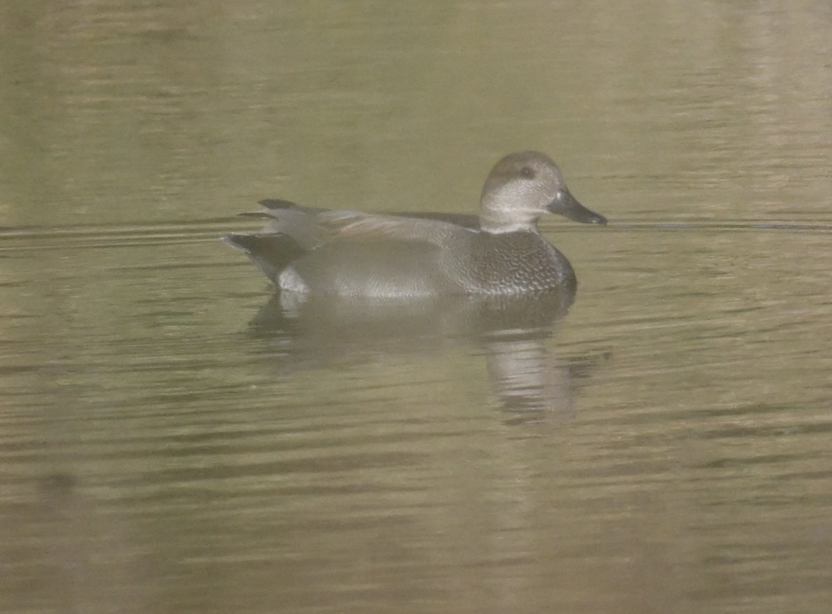 Gadwall - ML644566766