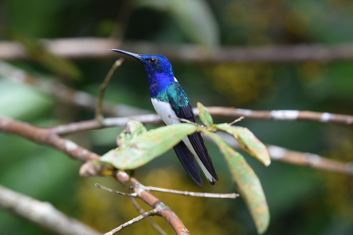 Weißnackenkolibri - ML644566767