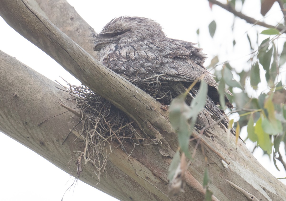 Tawny Frogmouth - ML644566768