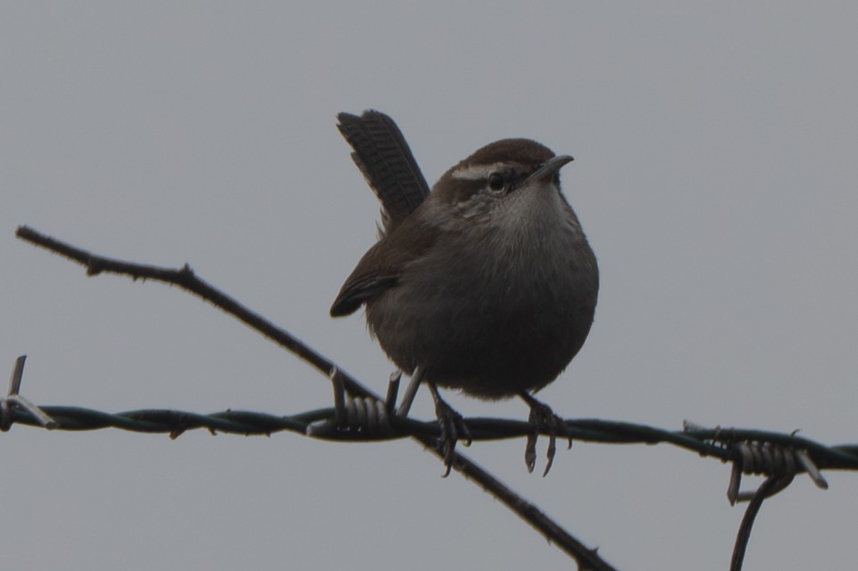 Длиннохвостый крапивник - ML644566771