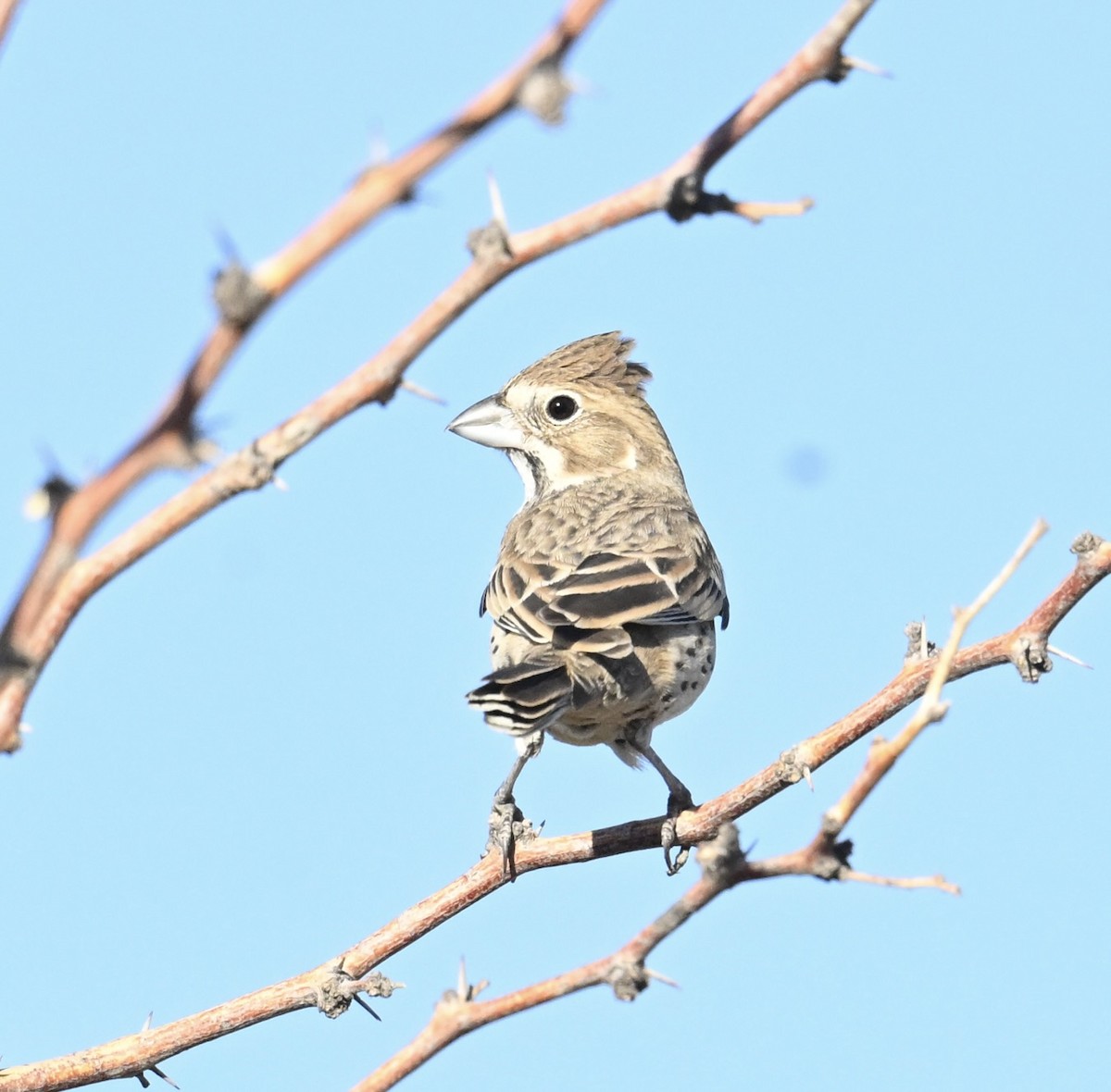 Lark Bunting - ML644566773