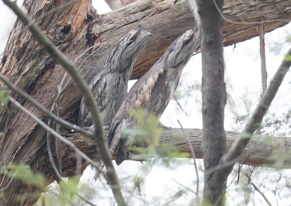 Tawny Frogmouth - ML644566775